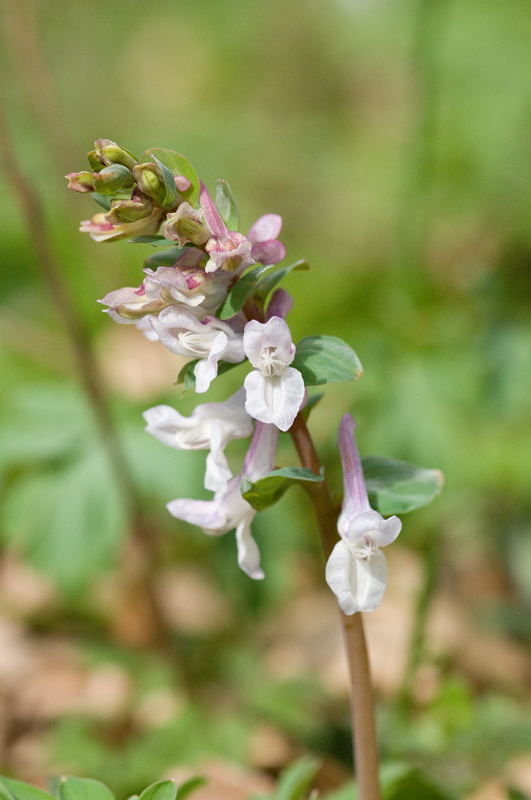 Corydalis cava